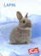 Fruite Lapin.jpg (19580 octets)