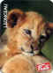 Fruite lionceau.jpg (21973 octets)
