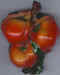 Fruit exotique 17.jpg (9040 octets)