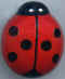 Coccinelle 05.jpg (5551 octets)