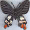 Papillon 16.jpg (60741 octets)