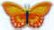 Papillon 19.jpg (65263 octets)