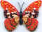 Papillon 20.jpg (32993 octets)