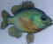 Poisson 23.jpg (45476 octets)