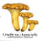 Atlas champignon 06.jpg (15256 octets)