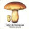 Atlas champignon 07.jpg (13213 octets)