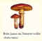 Atlas champignon 26.jpg (9847 octets)