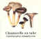 Atlas champignon 29.jpg (13412 octets)