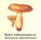 Atlas champignon 31.jpg (10078 octets)