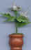 Pot de fleurs 17.jpg (17500 octets)