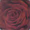 Rose 02.jpg (44337 octets)