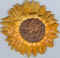 Tournesol 01.jpg (38828 octets)