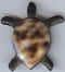 Madagascar tortue.jpg (8079 octets)