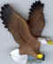 Alaska aigle.jpg (63250 octets)