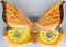 Thalande papillon 01.jpg (10643 octets)